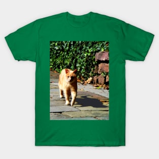 Cats - Orange Tabby Taking a Walk T-Shirt